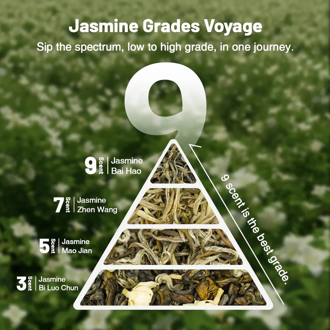 Jasmine Green Tea Gift Set – 3 to 9 Infusions