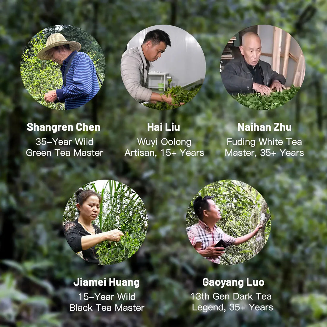 Organic Chinese Tea Set – 5 Wild Varieties