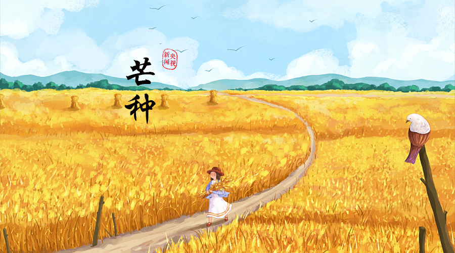 🌾 Mangzhong &amp; Tea: Sip with the Season