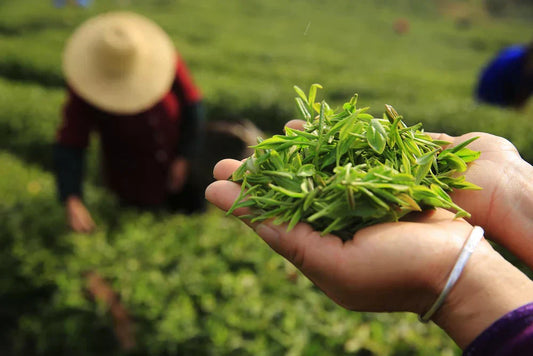 Sip by Sip: Exploring the Essence of Chinese Green Tea
