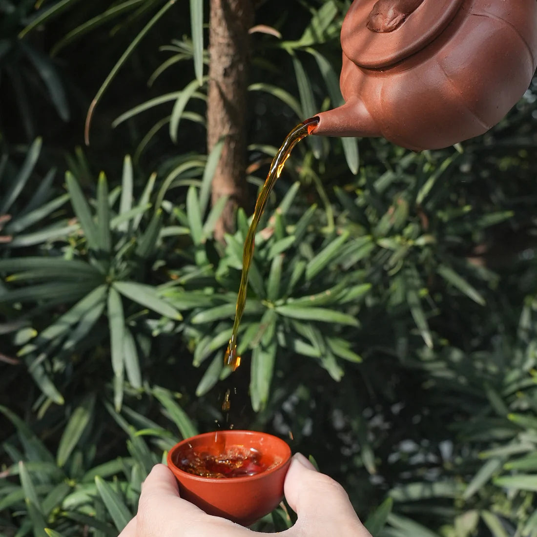 6 Famous Chinese Scented Flower Tea