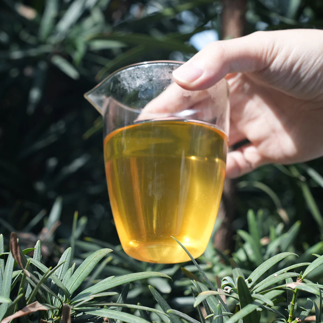 6 Famous Chinese Scented Flower Tea
