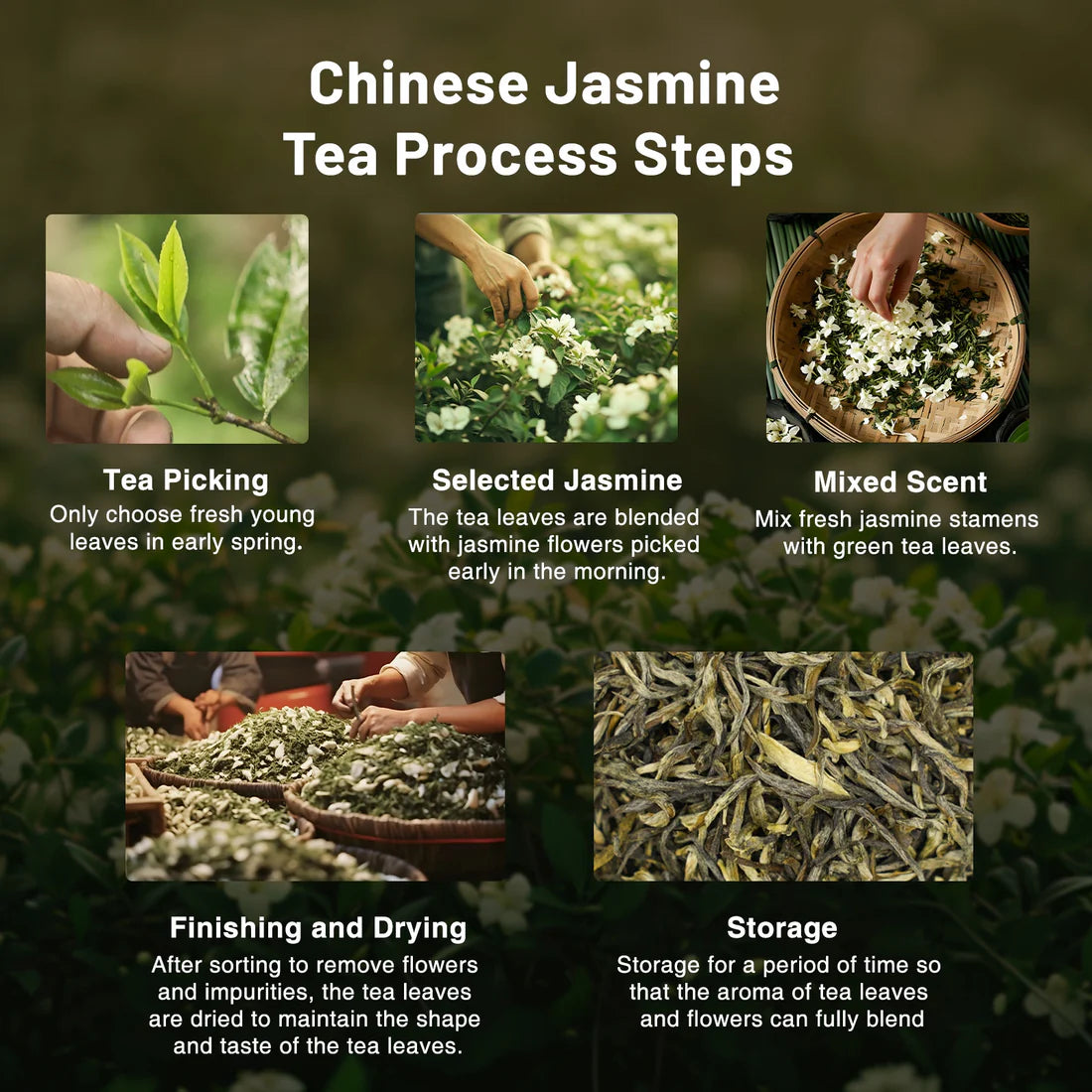 Premium Jasmine Green Tea – Mao Jian Grade 5-Infusion