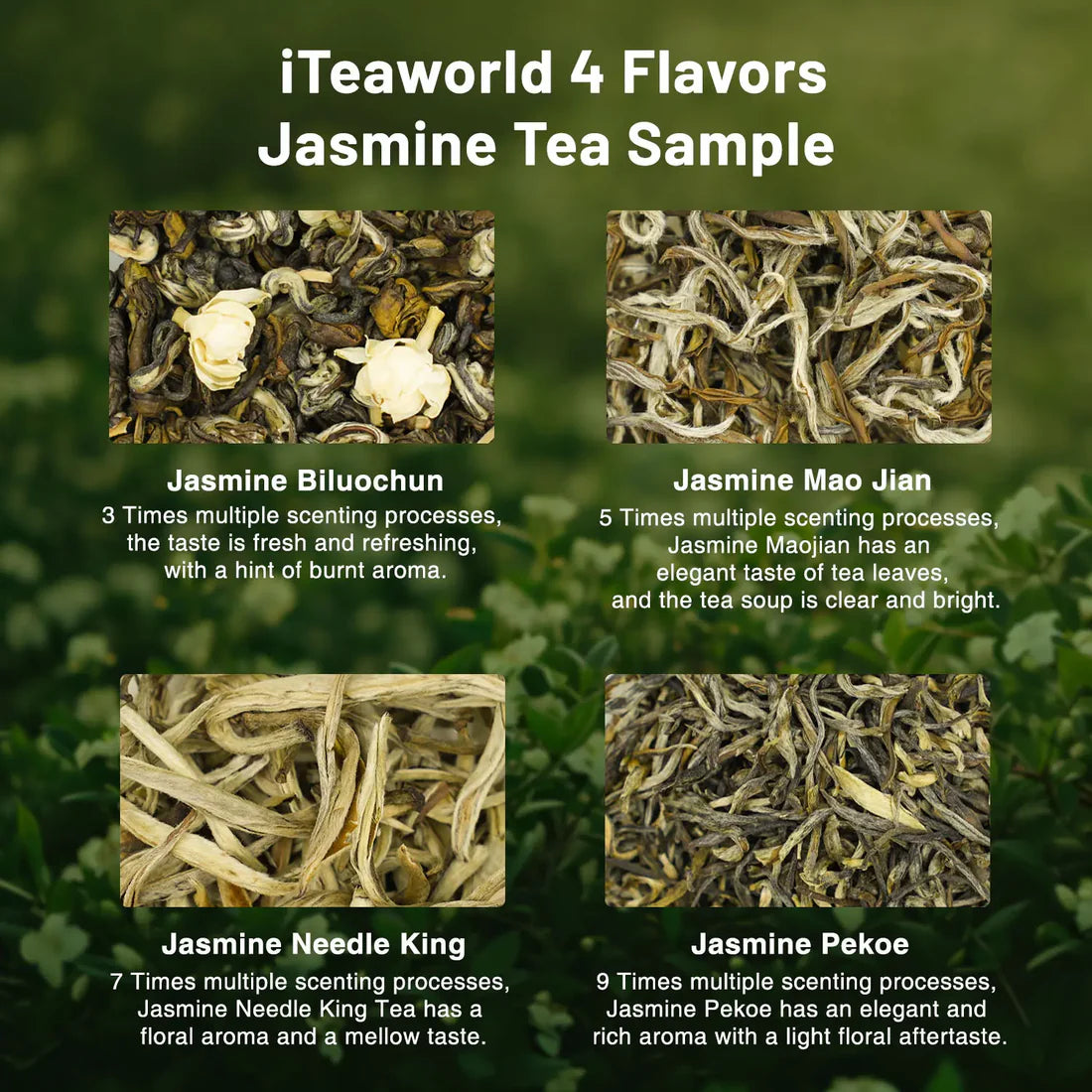 Jasmine Green Tea Gift Set – 3 to 9 Infusions