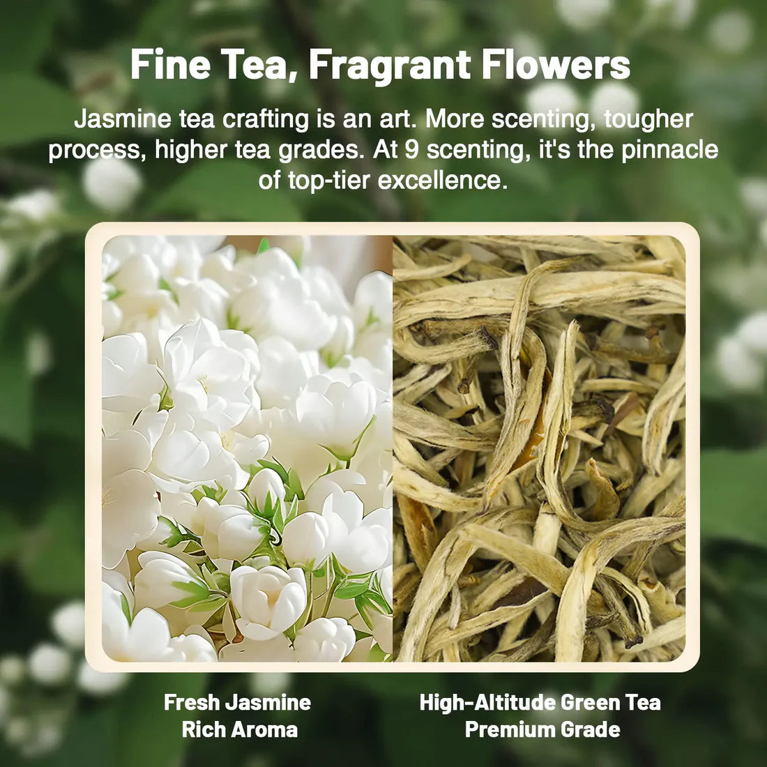 Jasmine Green Tea Gift Set – 3 to 9 Infusions