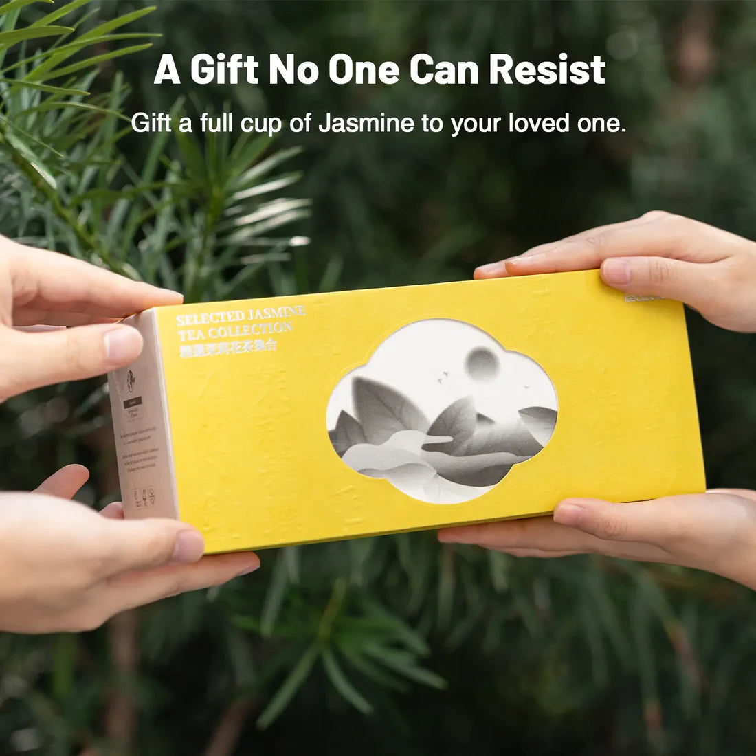 Jasmine Green Tea Gift Set – 3 to 9 Infusions