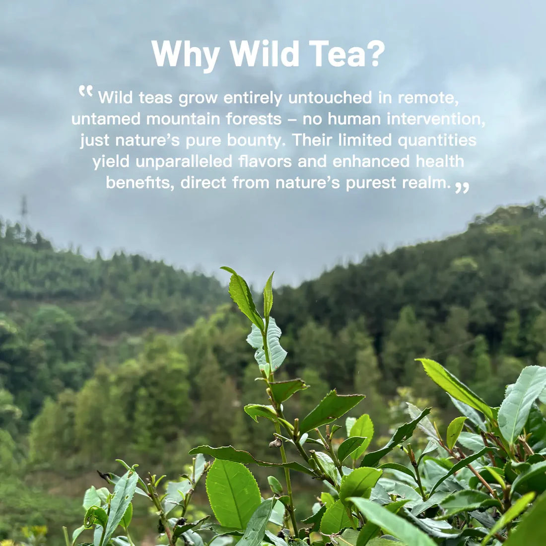 Organic Chinese Tea Set – 5 Wild Varieties